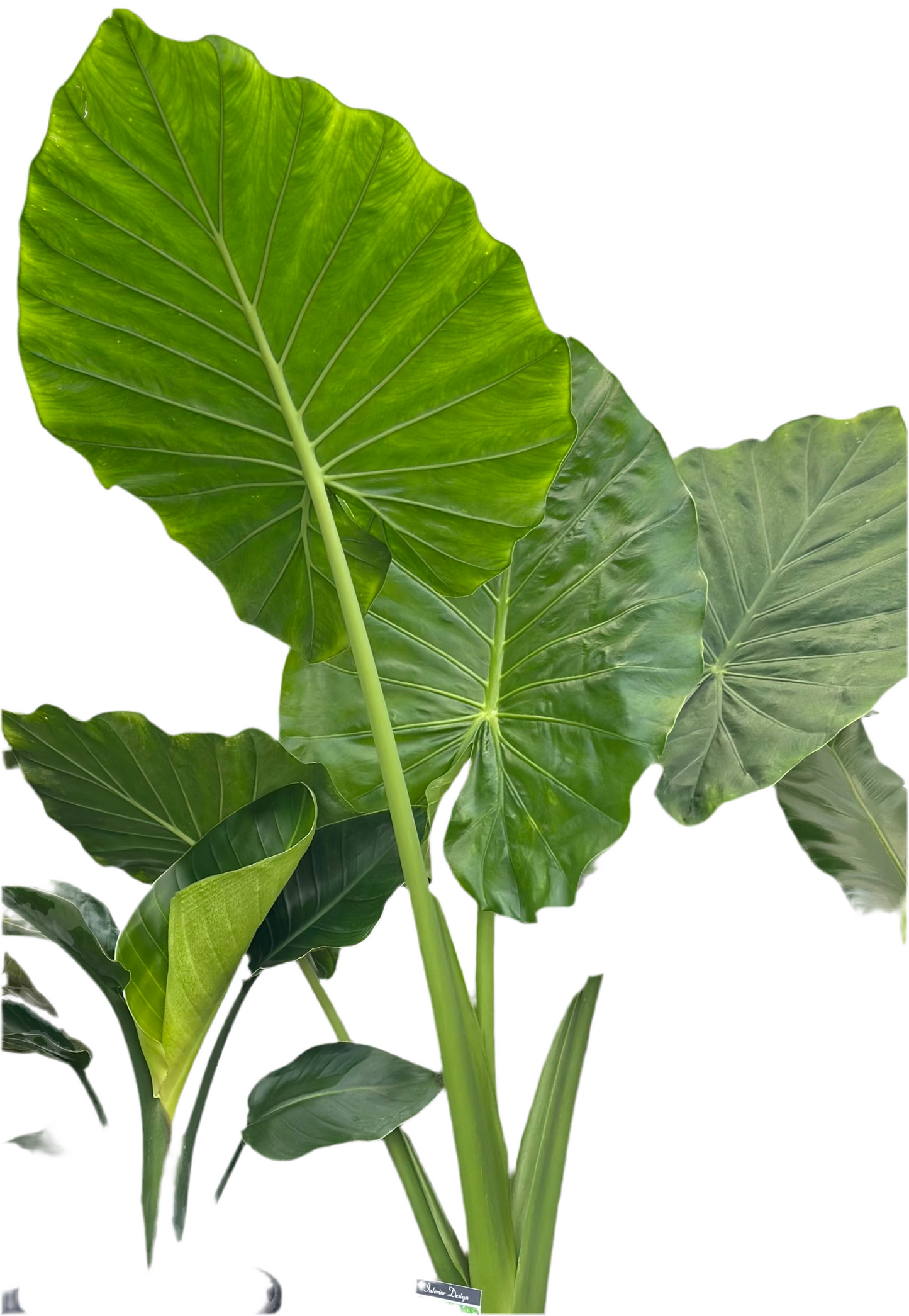 200mm Alocasia Portadora Shield