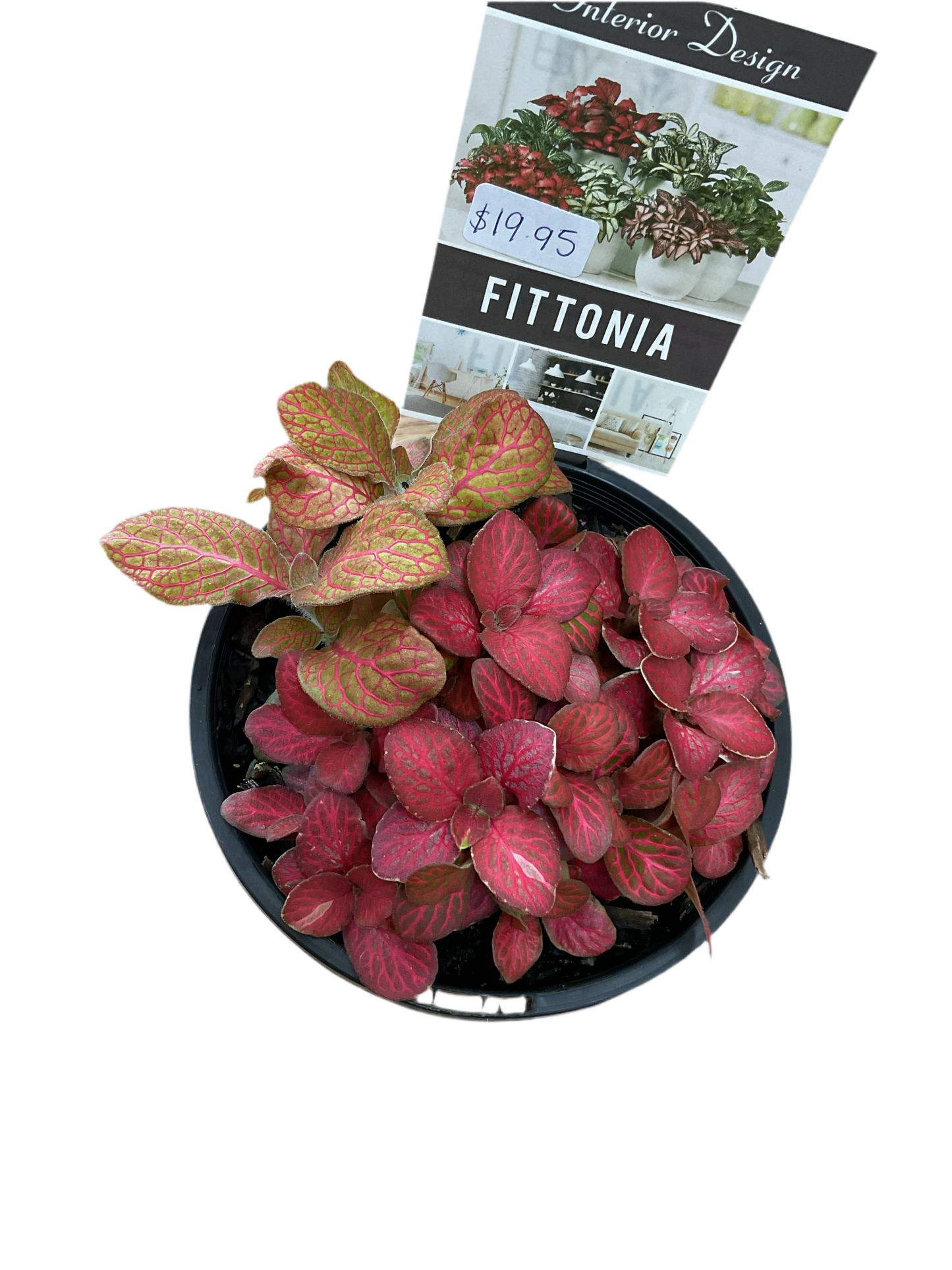 130mm Fittonia - Assorted