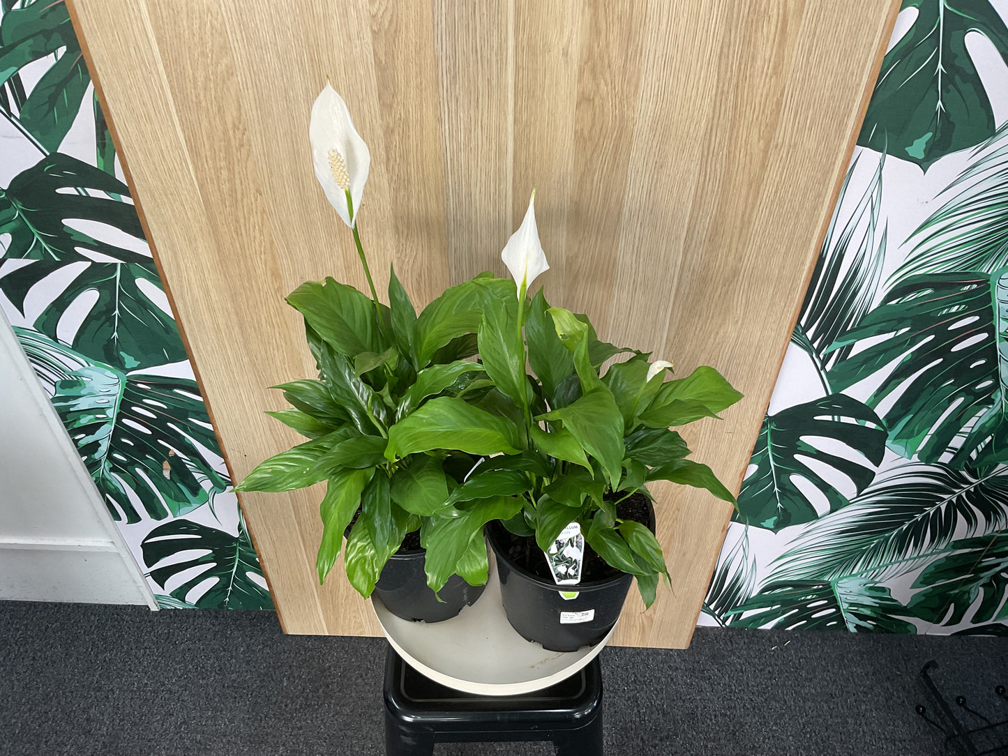 Spathiphyllum Mojo - Peace Lily