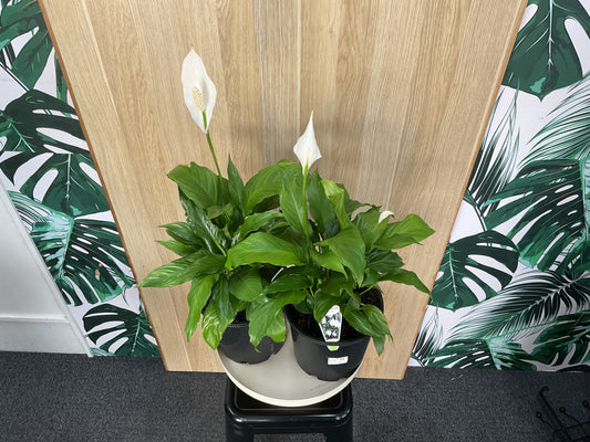 Spathiphyllum Mojo - Peace Lily