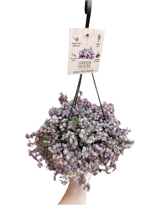 200mm Pink Panther - Hanging Basket