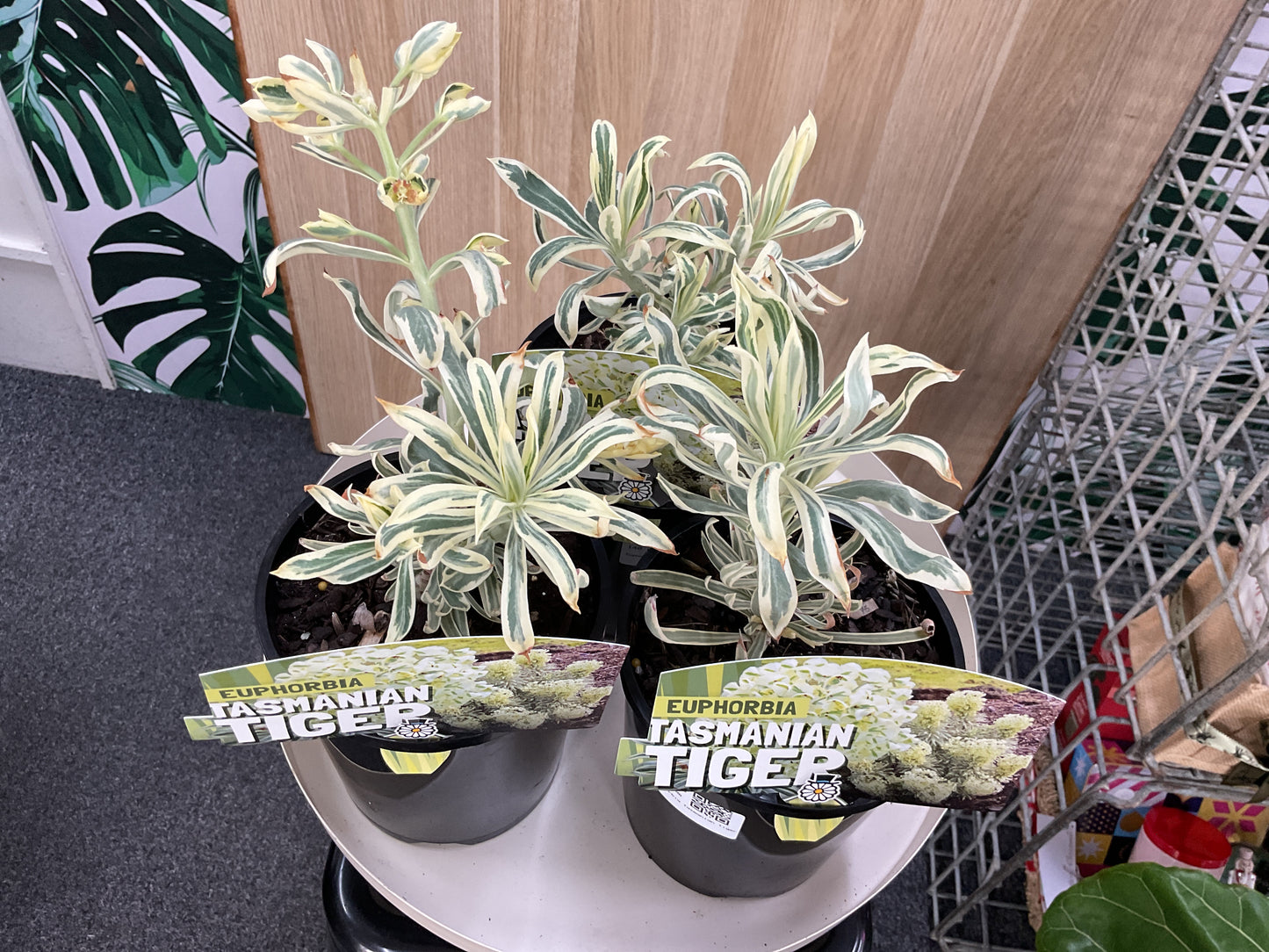 Tasmanian Tiger Euphorbia