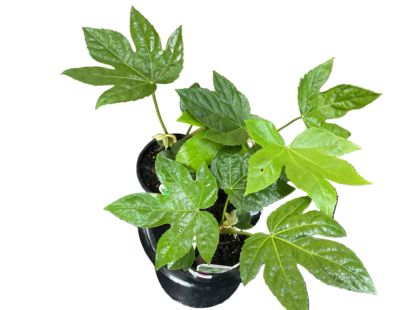 140mm Fatsia Japonica