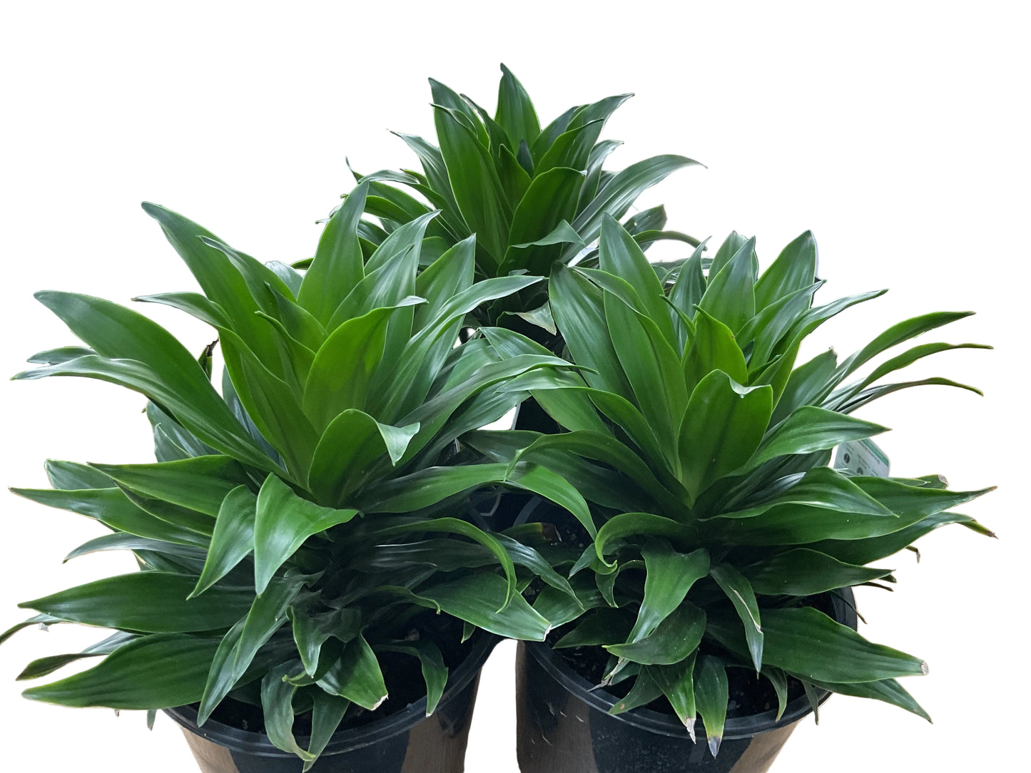 200mm Dracaena Compacta