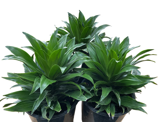 200mm Dracaena Compacta