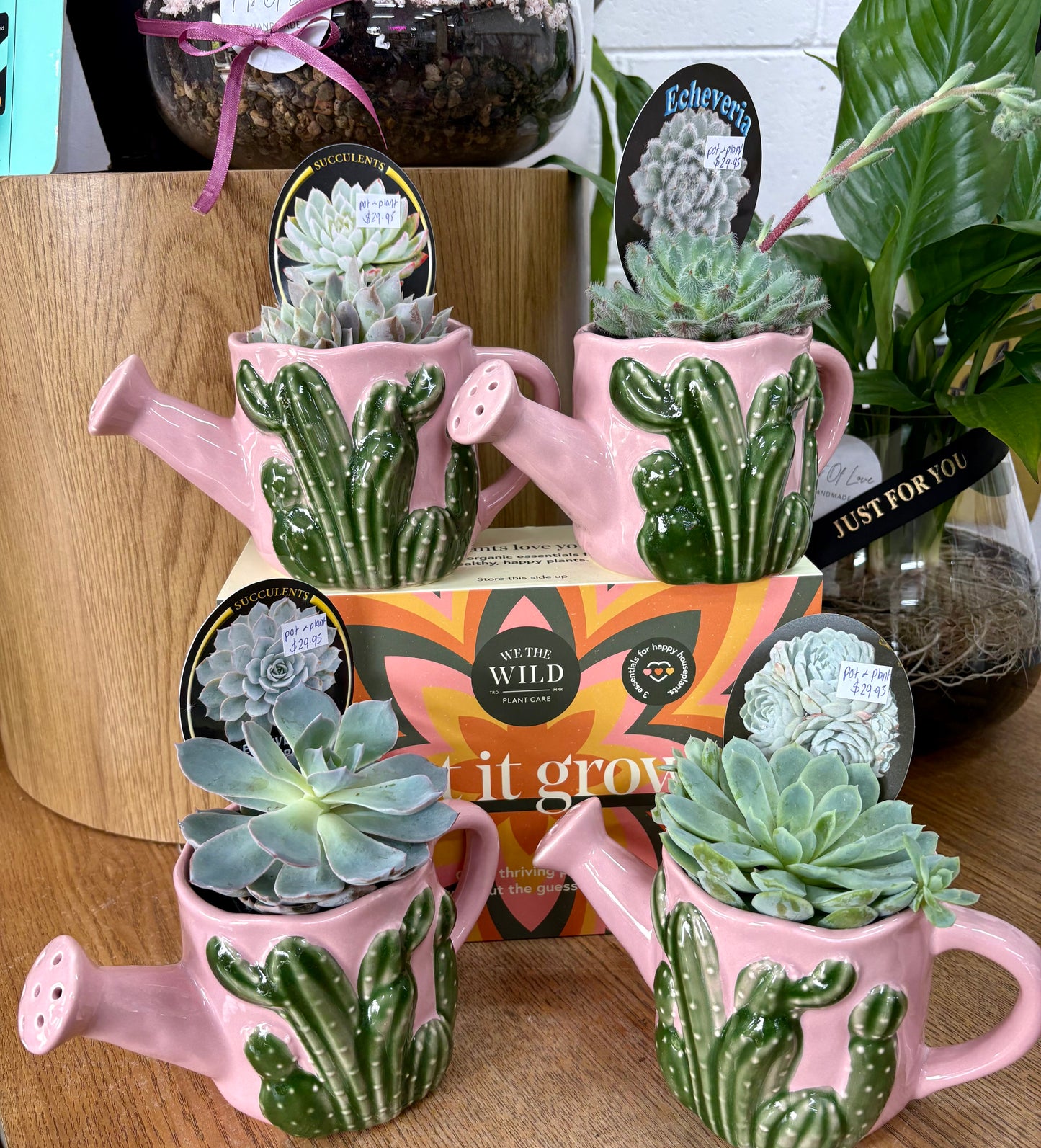 Cactus Watering Can Planter & Plant combo