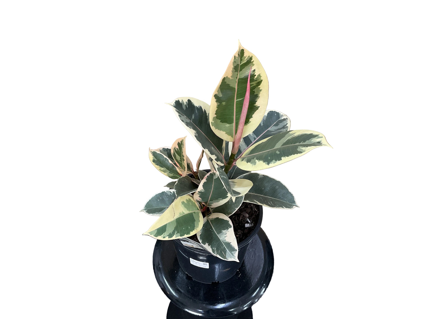 200mm Ficus Tineke