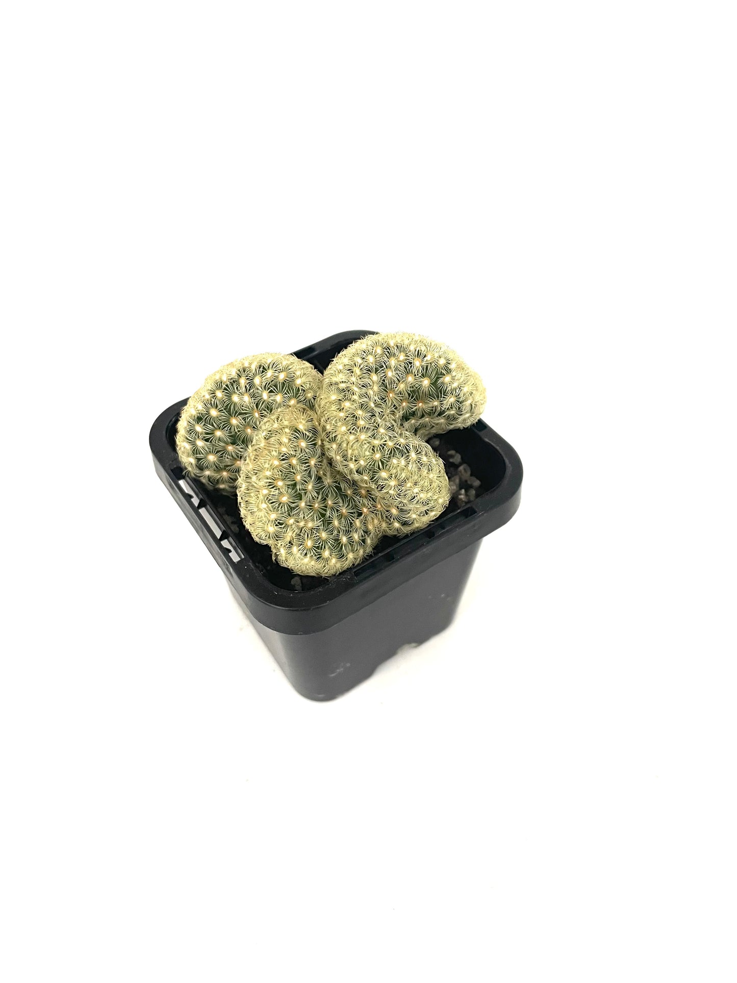 70mm Brain Cactus