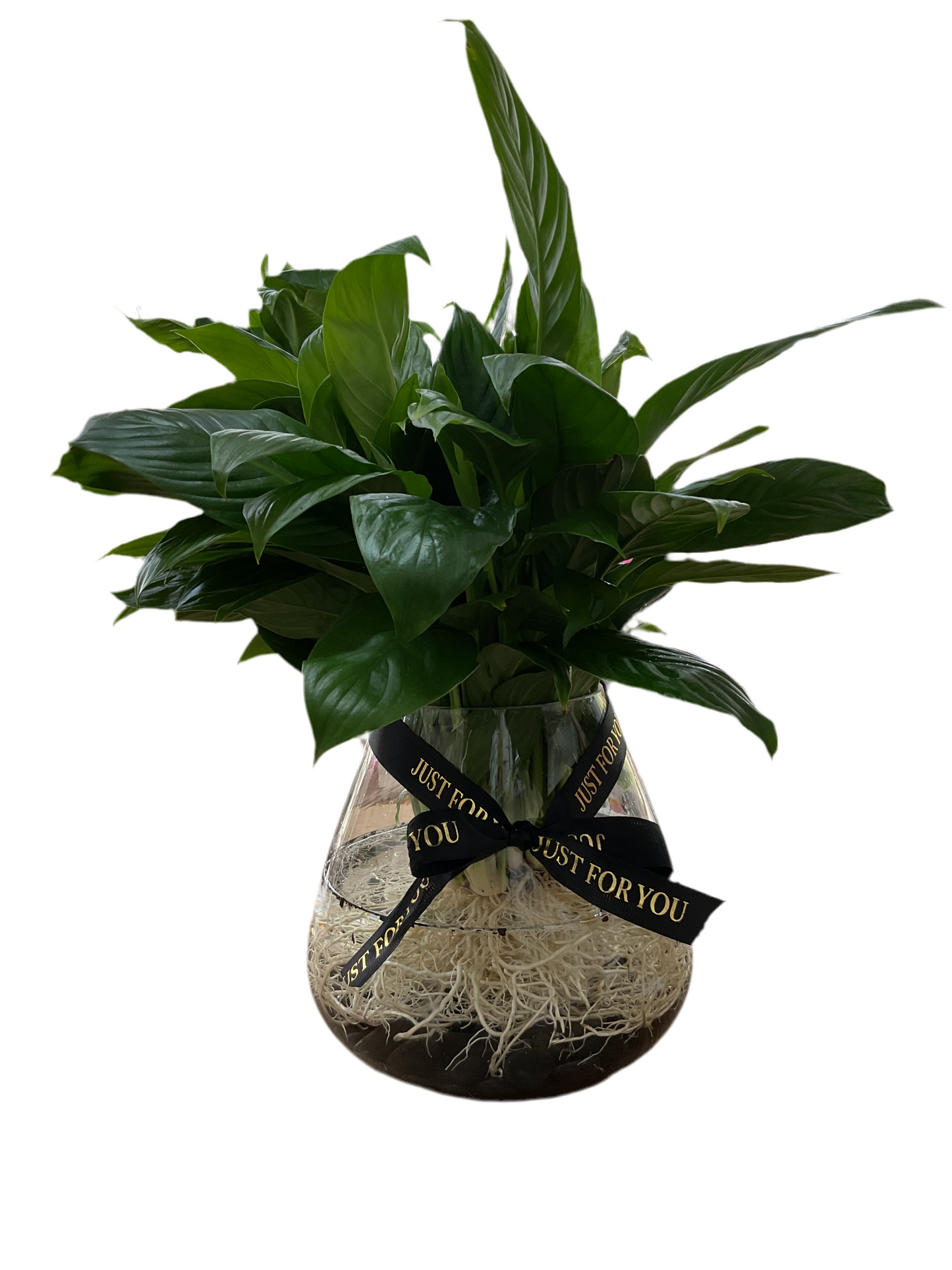 Hydro Peace Lily - Black Stones