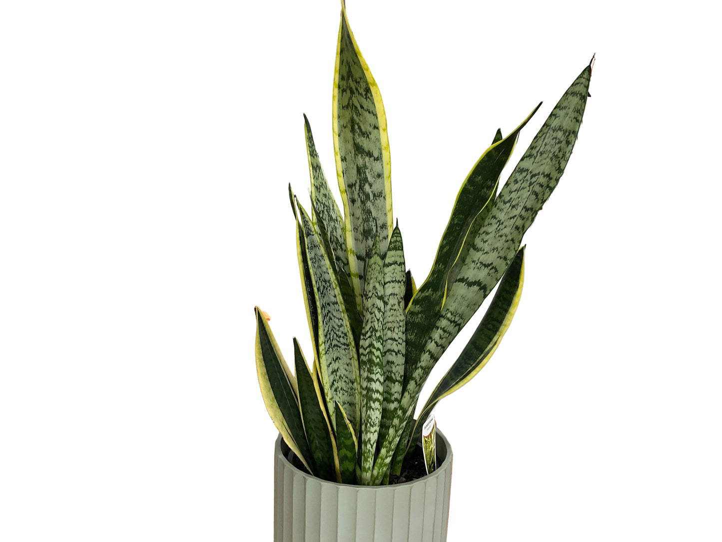 200mm Sansevieria Laurentii