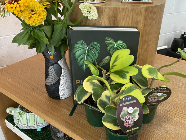 Hoya Kerrii Albomarginata