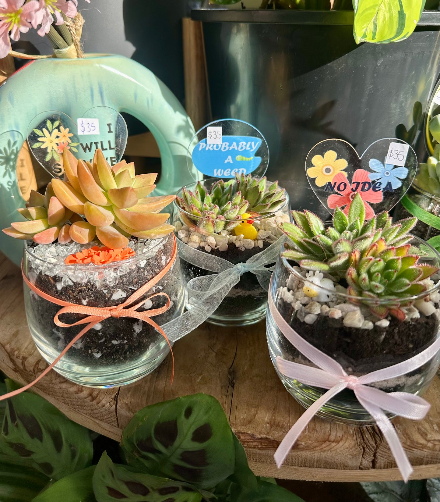 Mini Succulent Glass Gift