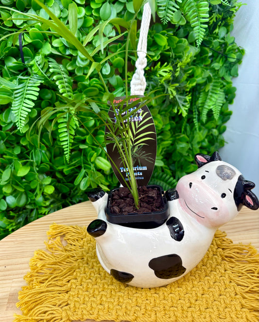 Reclining cow planter