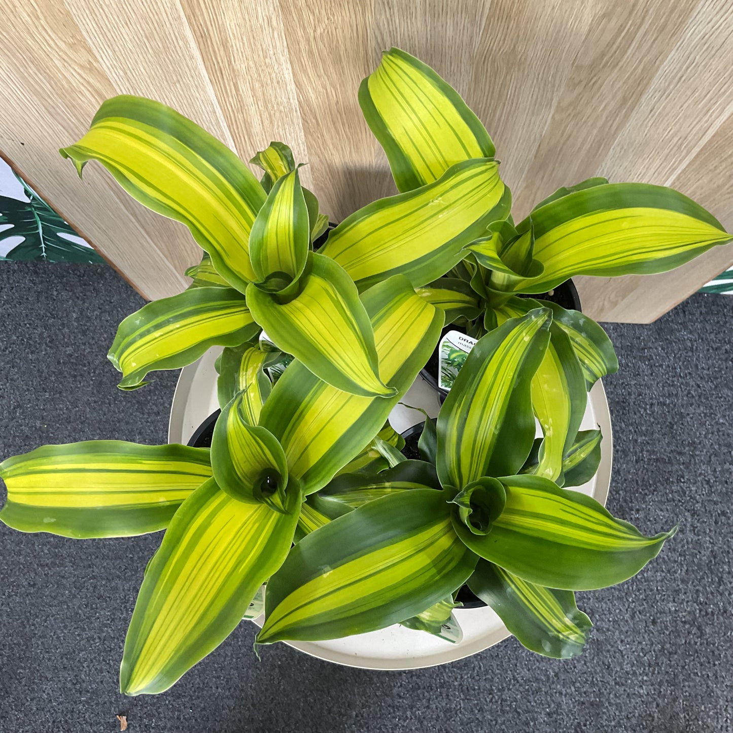 Dracaena Happy Plant