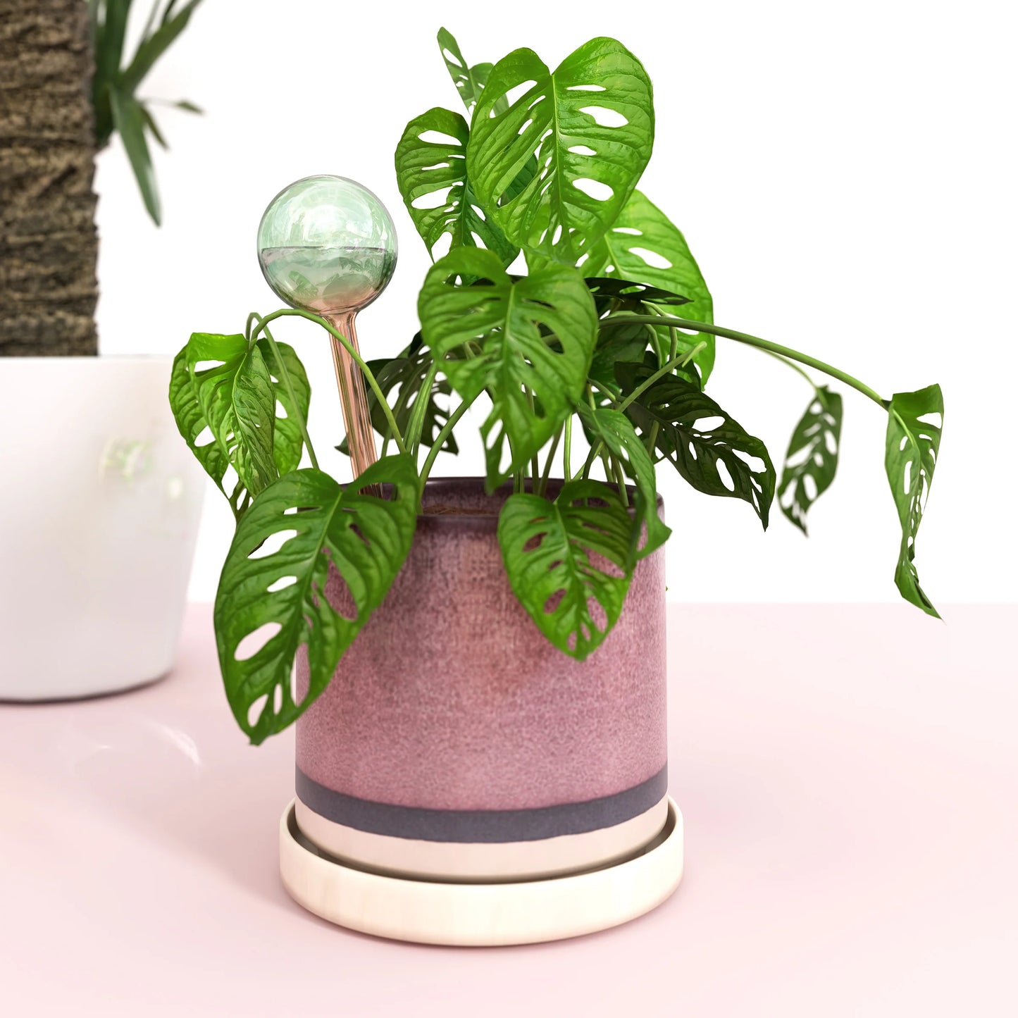 We The Wild - Plant Watering Globe