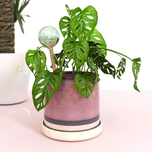 We The Wild - Plant Watering Globe