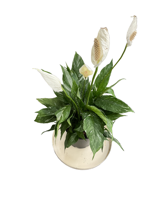 Spathiphyllum Jet Diamond