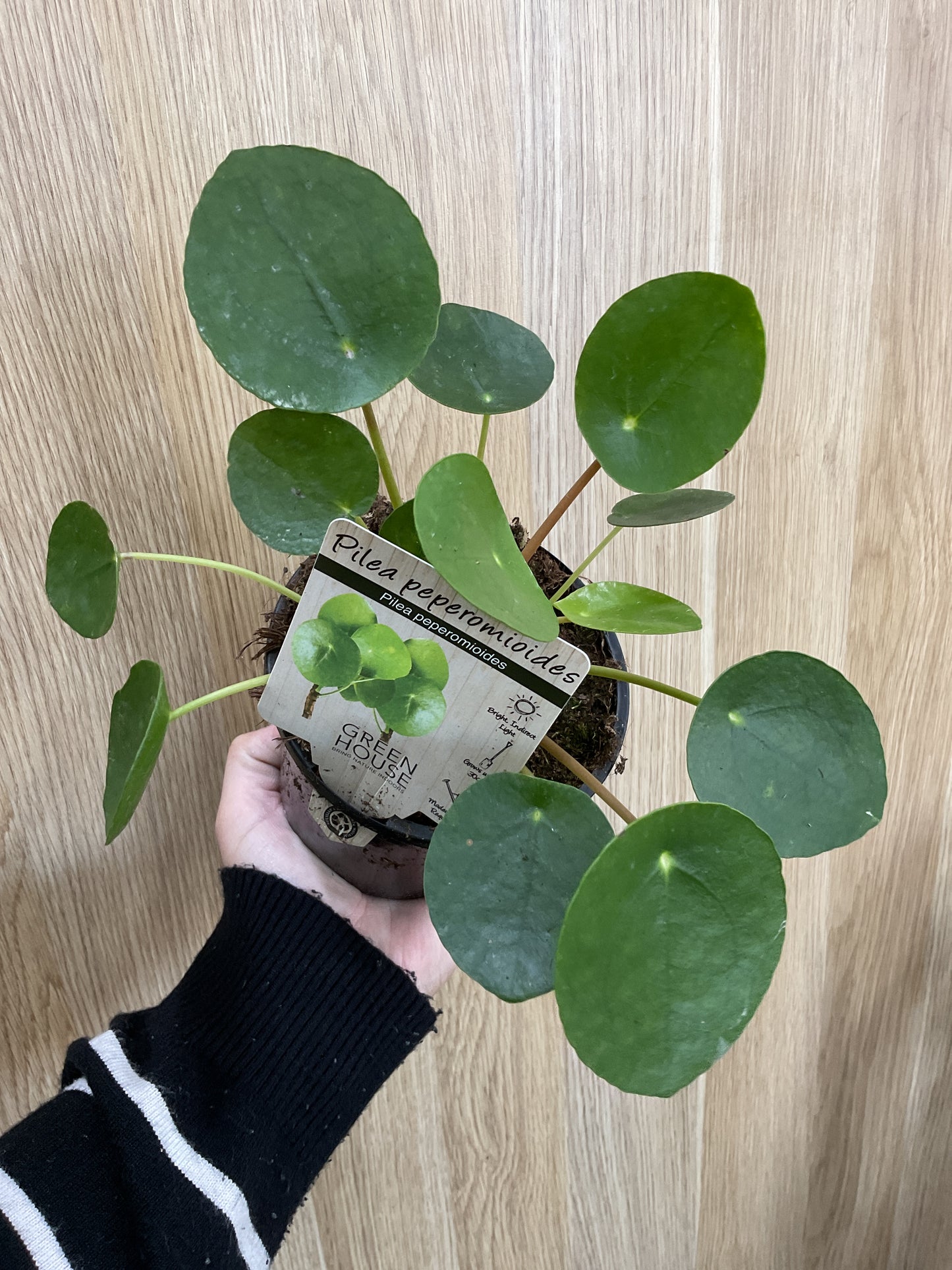Chinese Money Plant