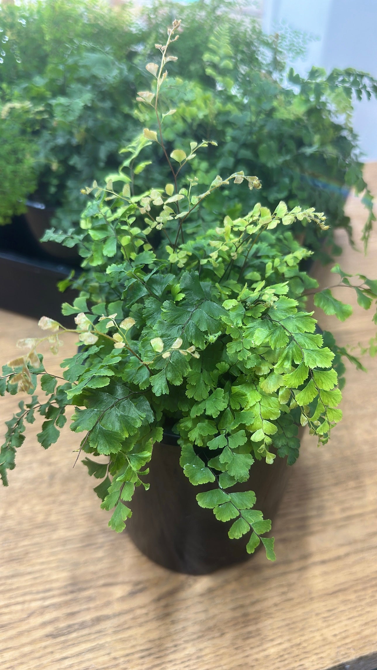 Crimson Maiden Hair Fern