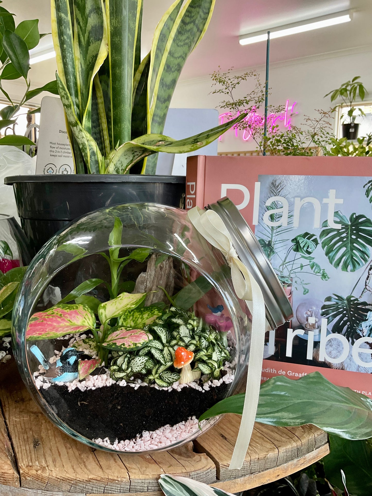 Blue Wren Terrarium