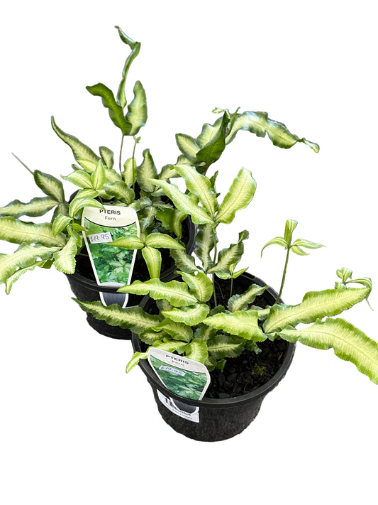 Pteris Ribbon Fern