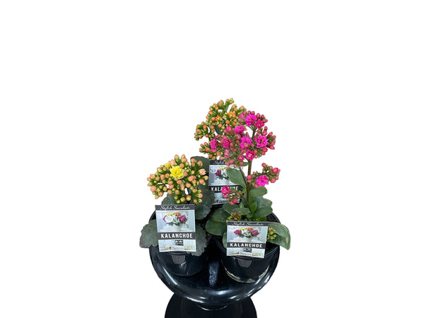 130mm Kalanchoe Assorted