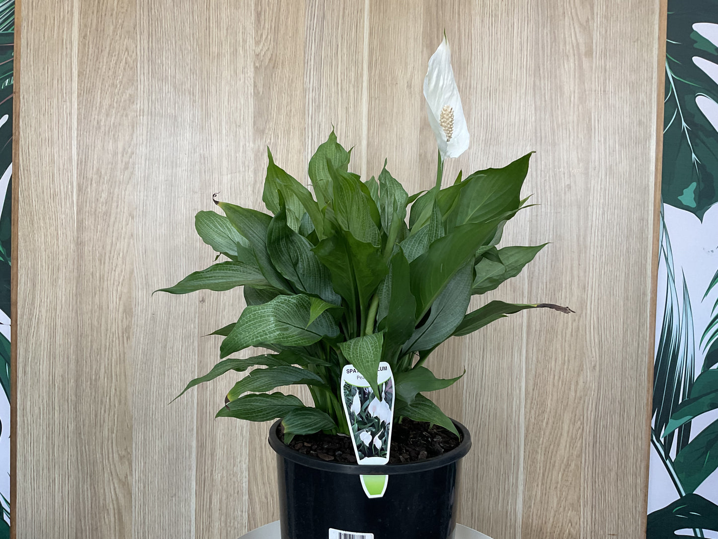 Spathiphyllum Platinum Mist