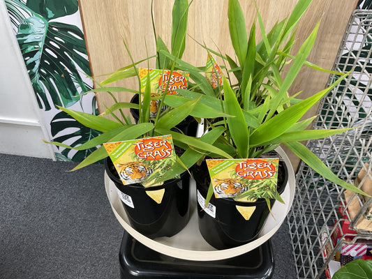 Tiger Grass