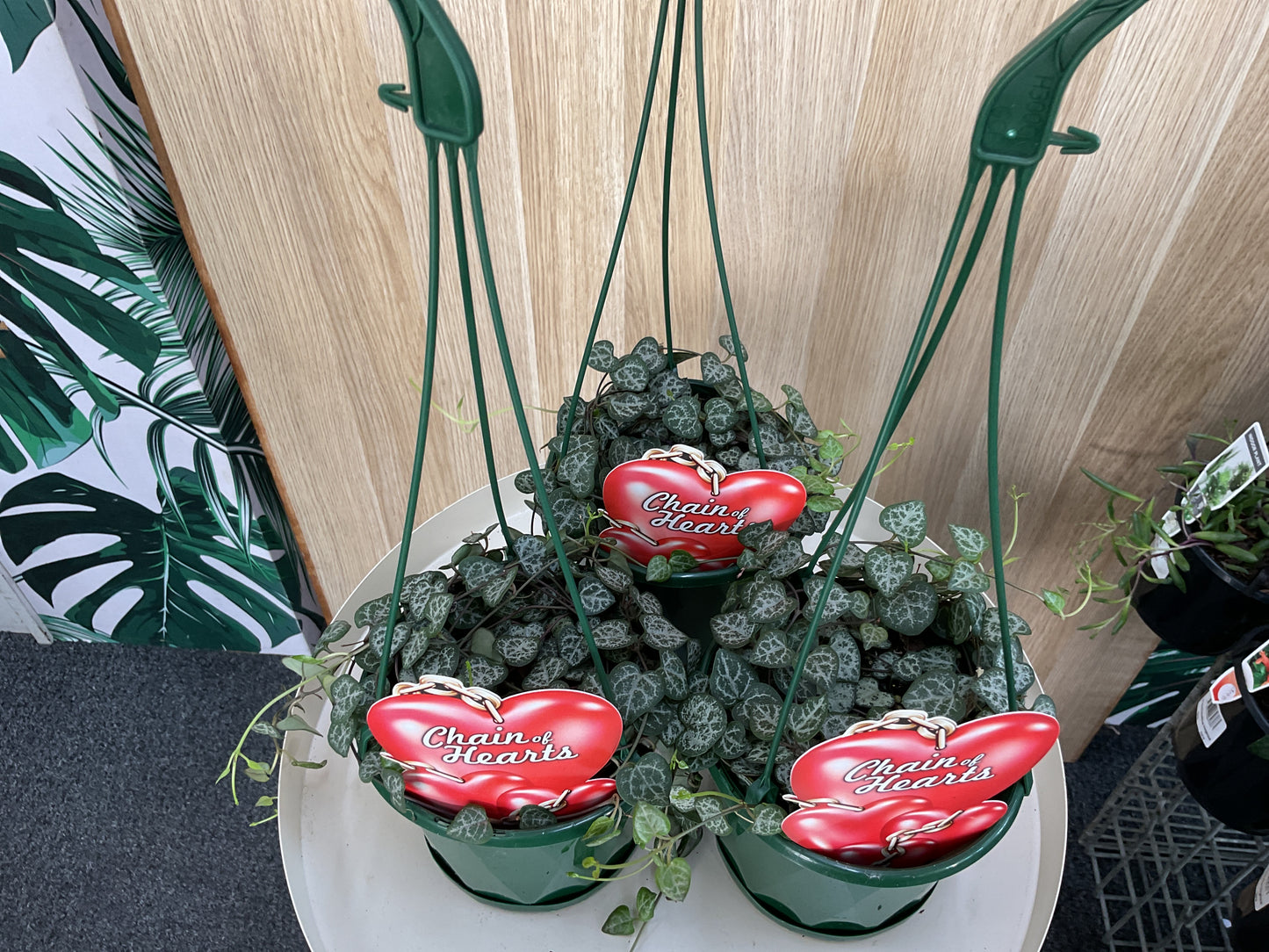 130mm Ceropegia Woodii - Chain of Hearts