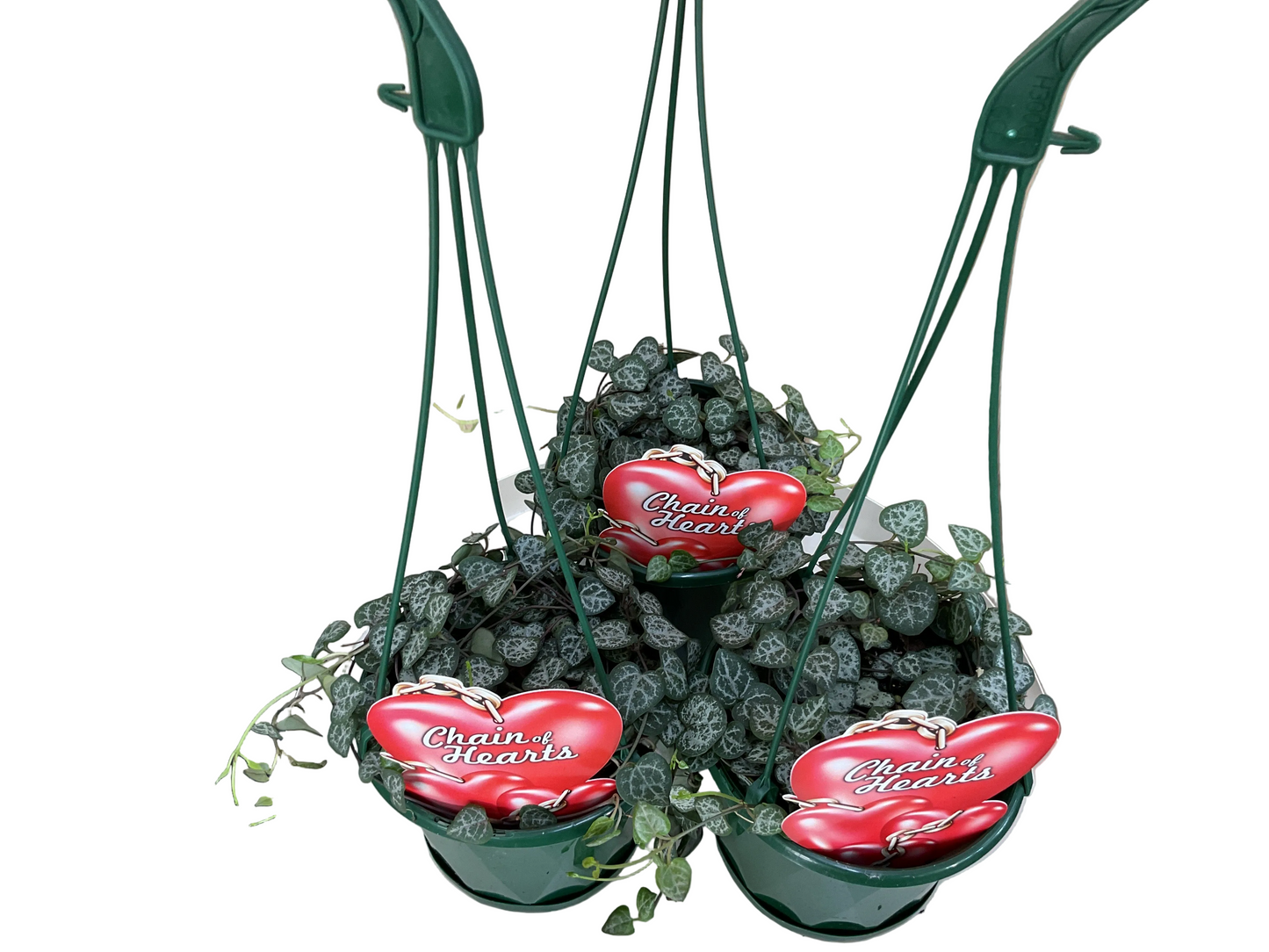130mm Ceropegia Woodii - Chain of Hearts