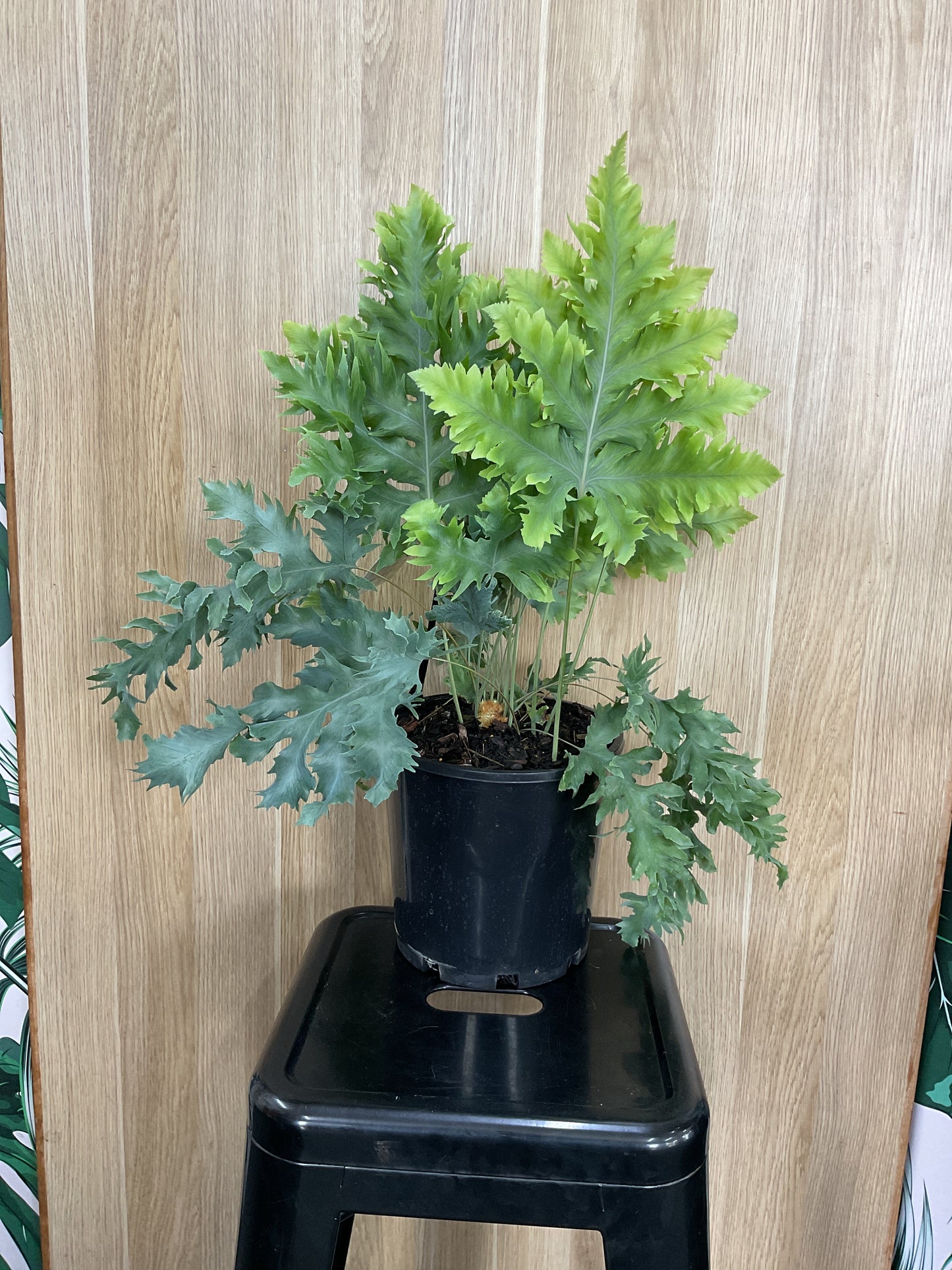 200mm Phlebodium Davana Fern