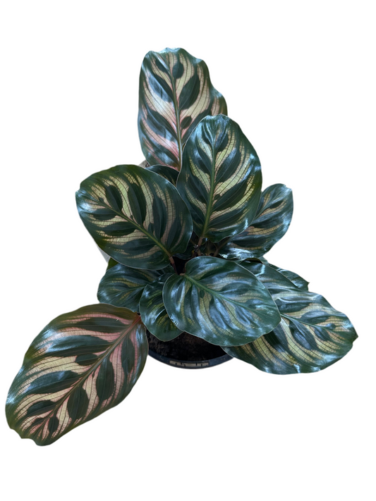 Calathea peacock