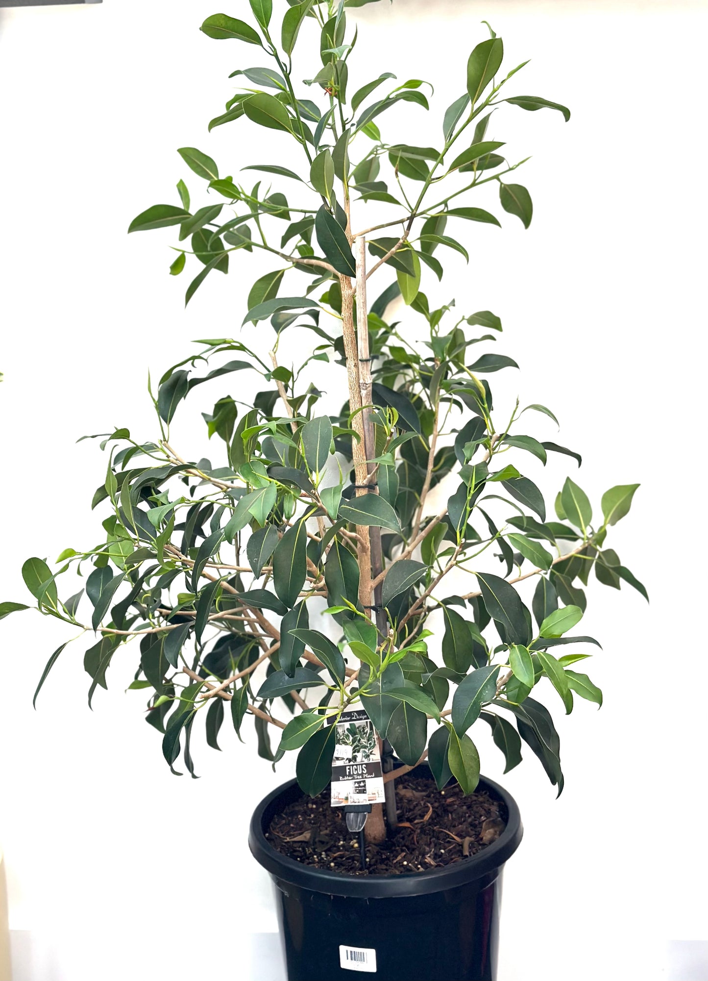 300mm Ficus Figaro