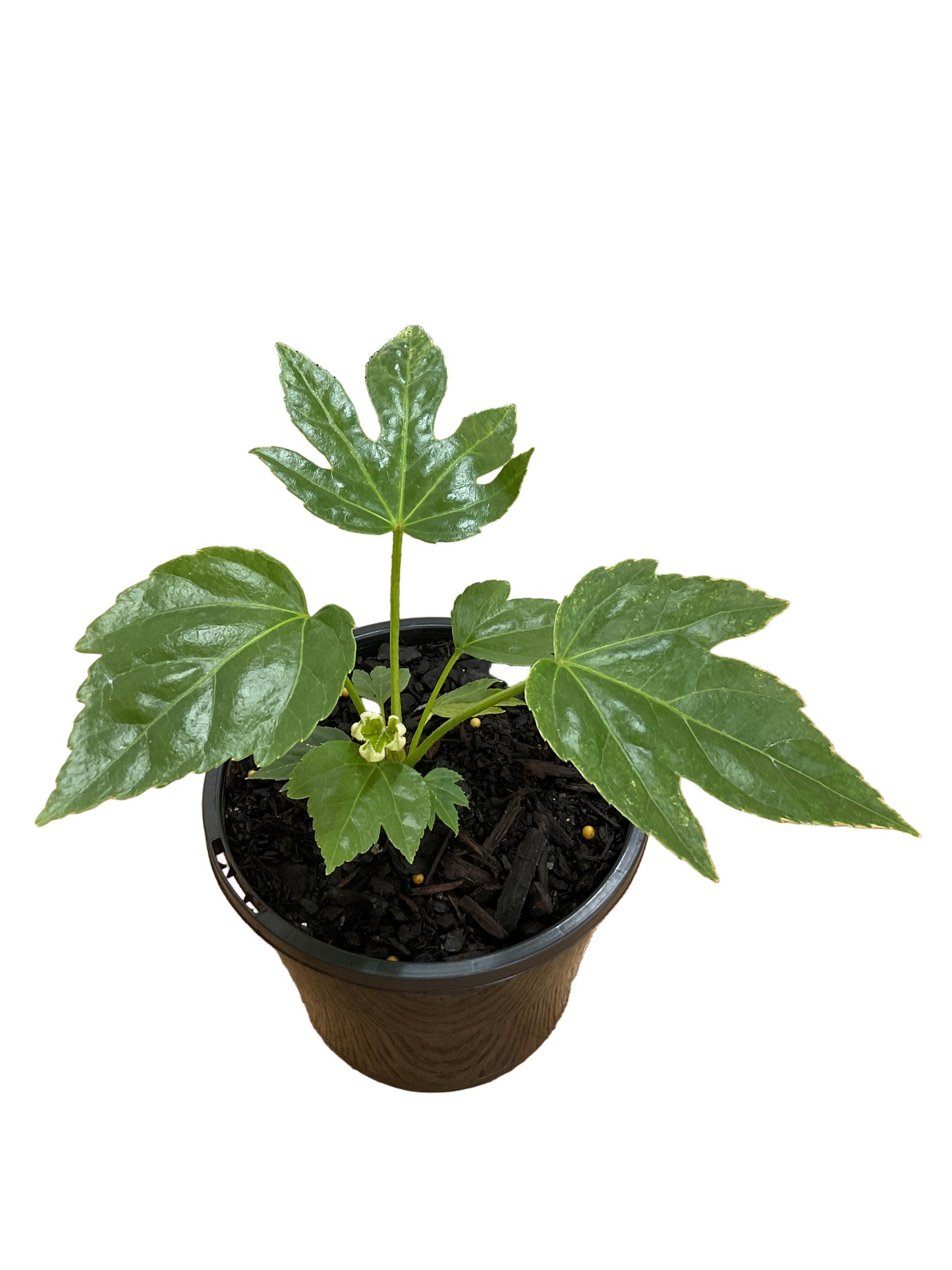 130mm Fatsia Japonica