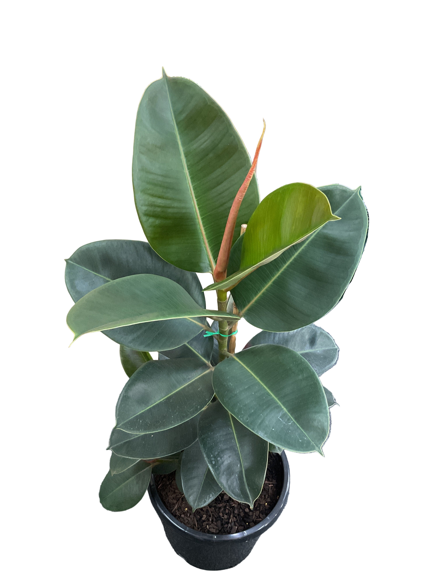 300mm Ficus Robusta