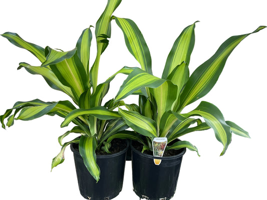 200mm Dracaena Marley