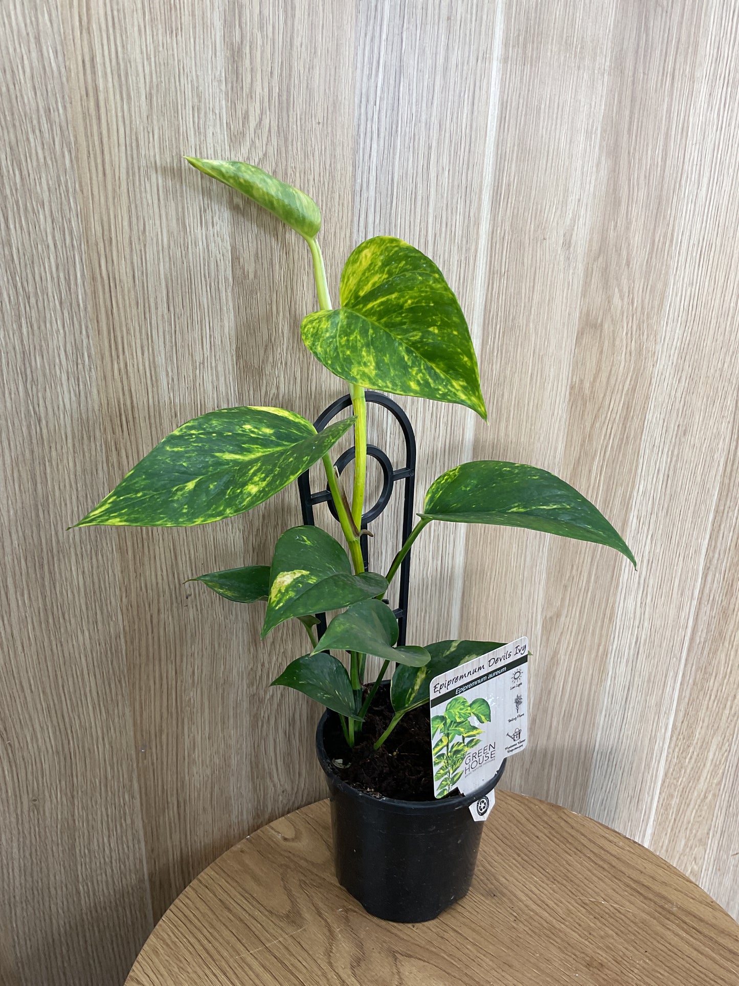 Epipremnum Devils Ivy