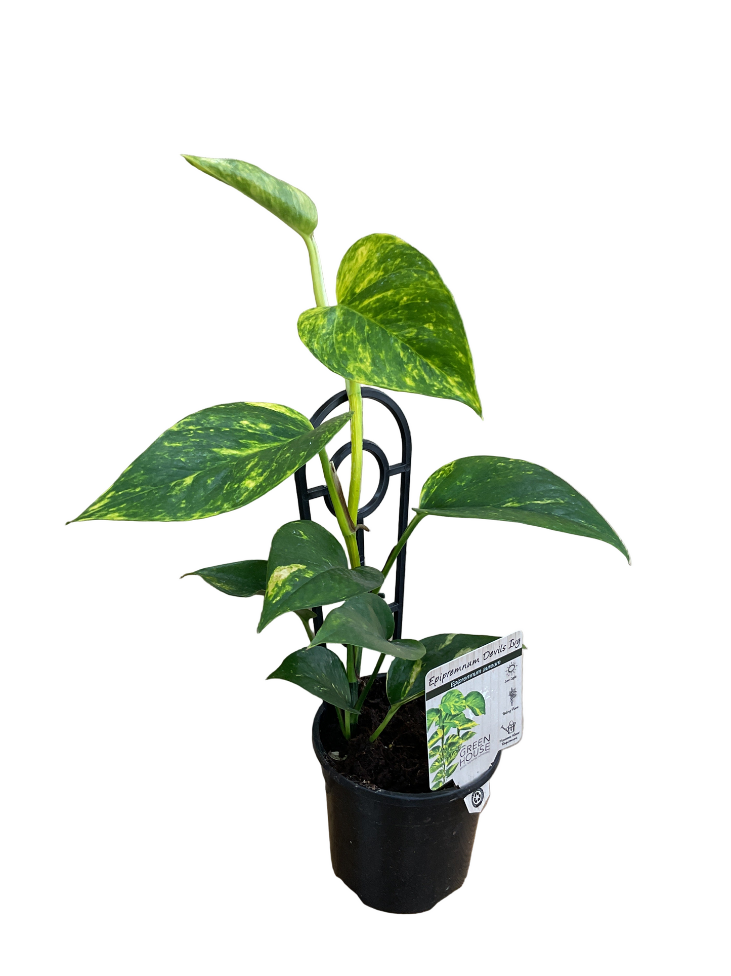 Epipremnum Devils Ivy