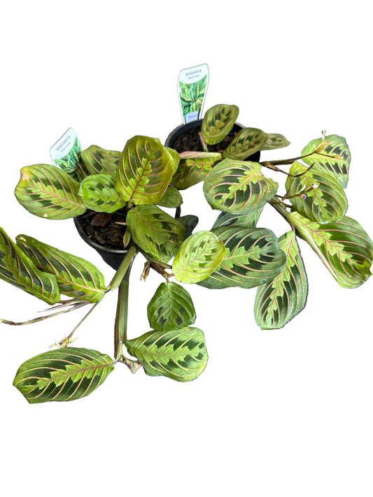 Maranta Leuconeura Red Stripe