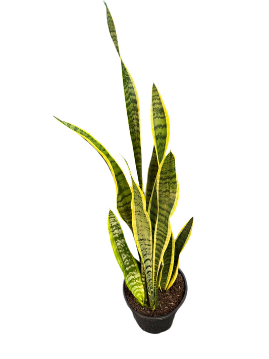 250mm Snake Plant