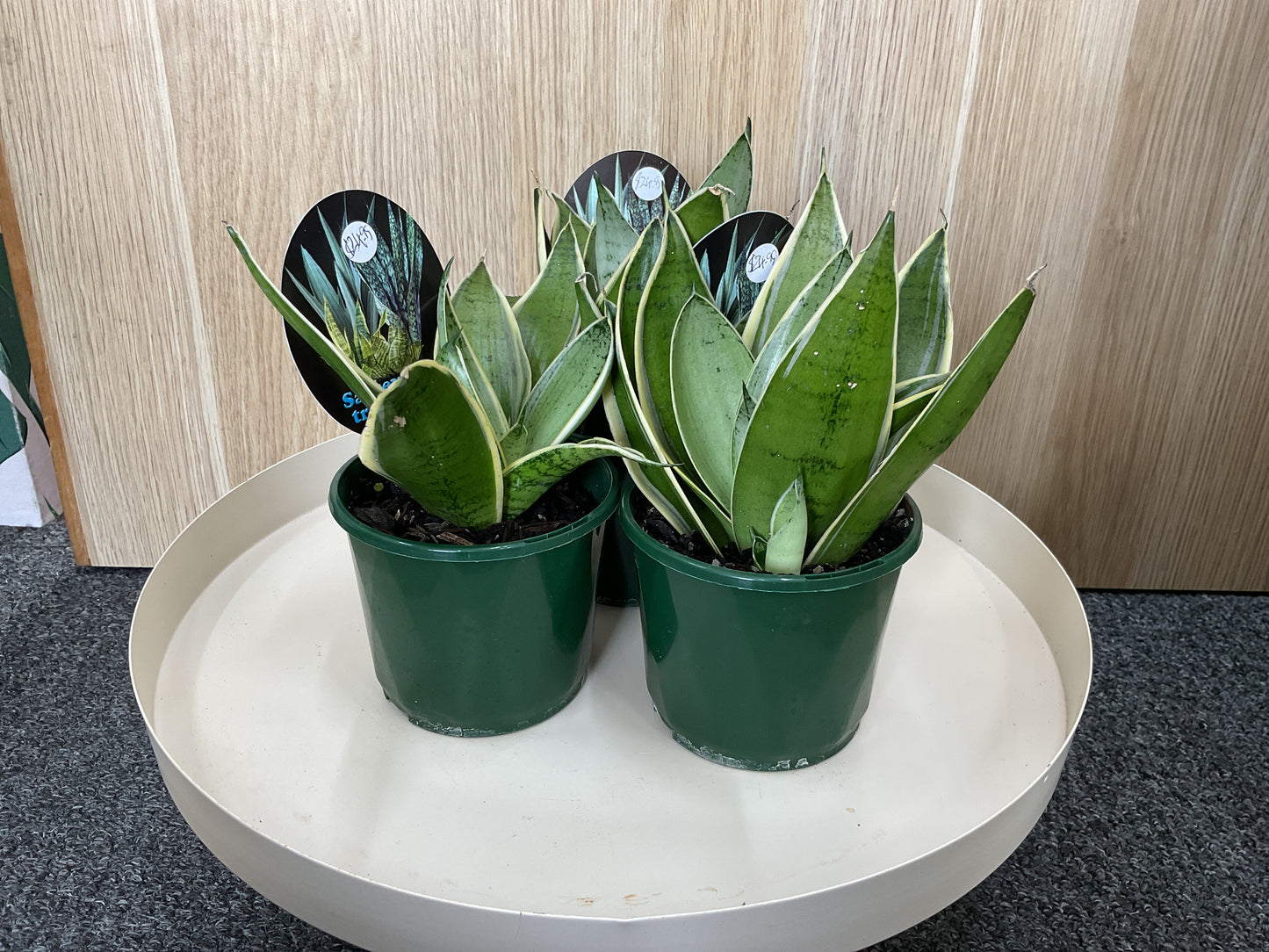 Sansevieria Trifasciata