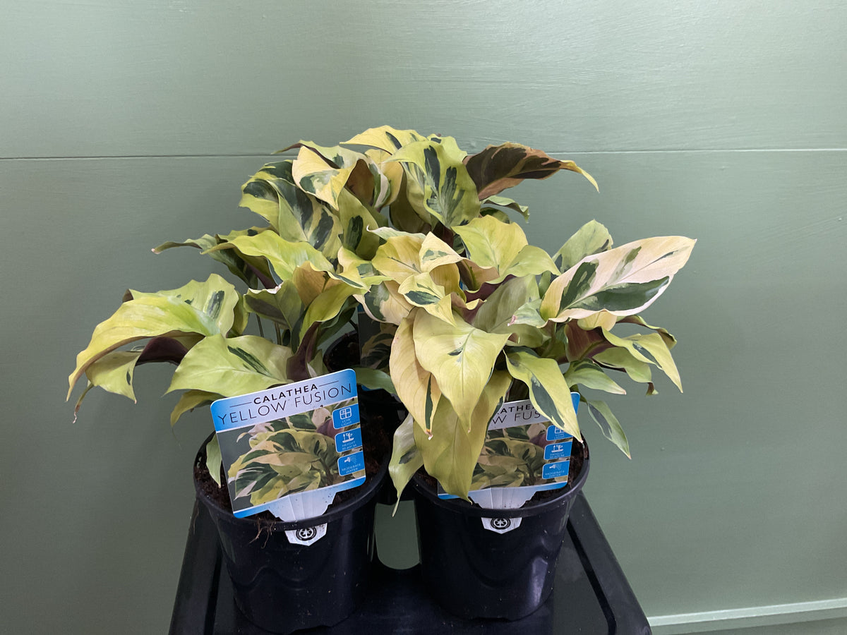 130mm Calathea Yellow Fusion