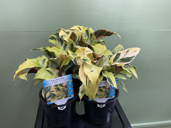 130mm Calathea Yellow Fusion