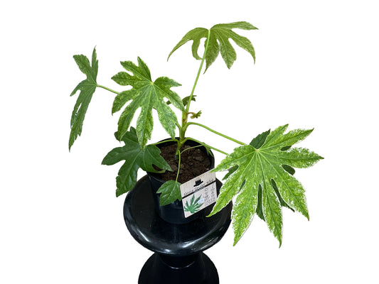 Fatsia Spider Web