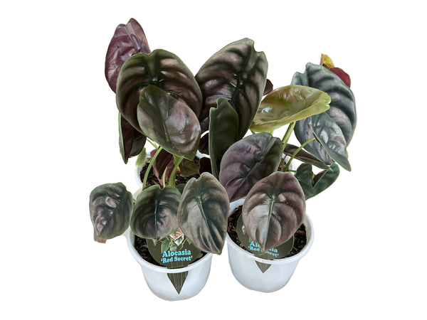 Alocasia Red Secret