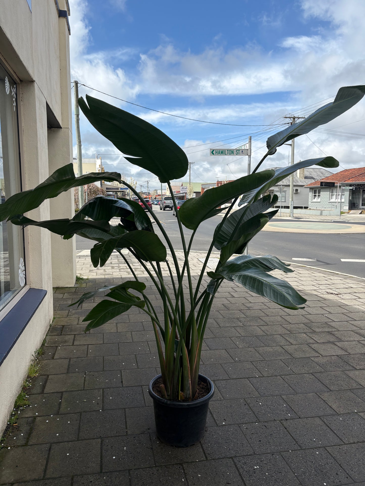 400mm Bird Of Paradise