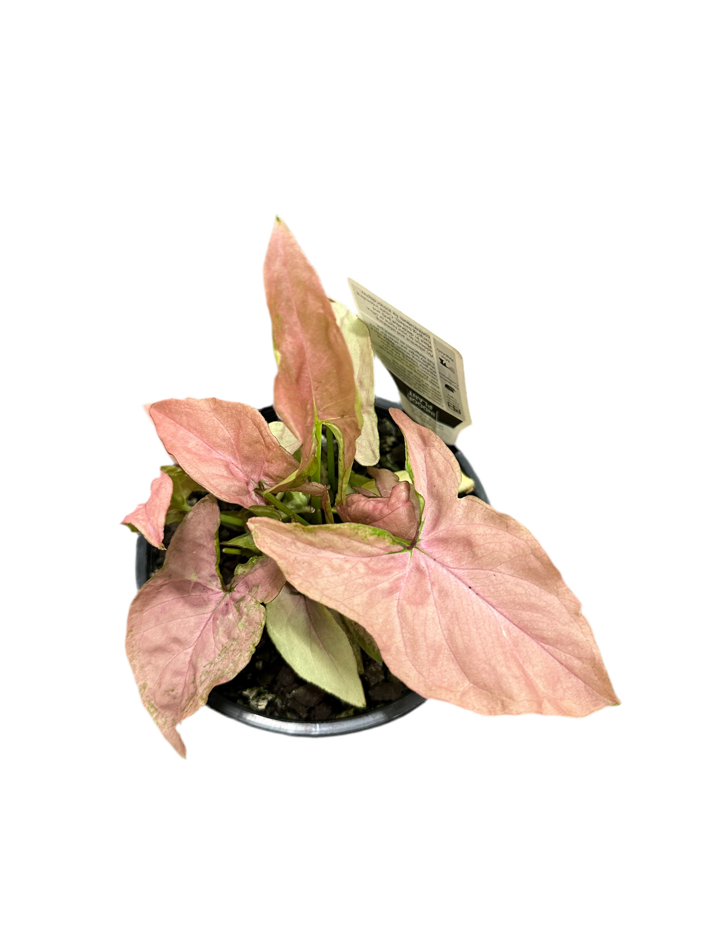 130mm Syngonium Pink Spot Tricolour