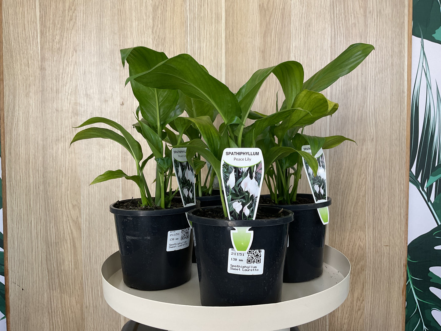 Spathiphyllum Sweet Lauretta
