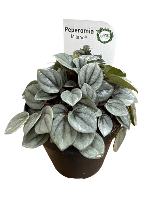 120mm Peperomia milano