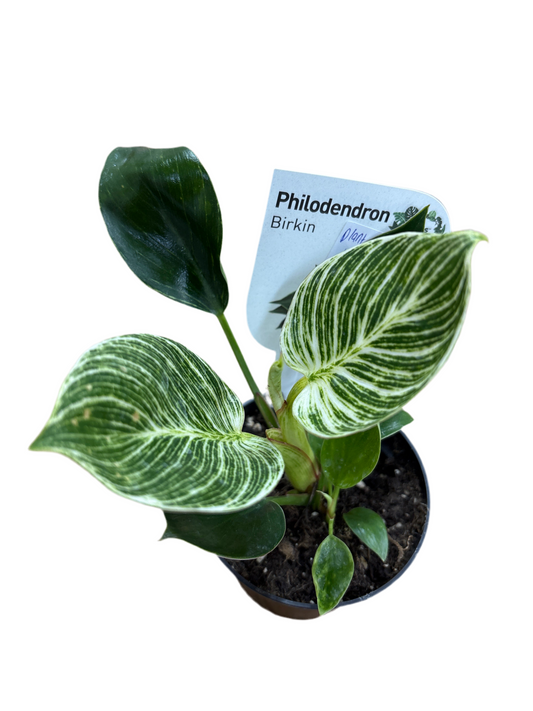 95mm Peperomia Birkin